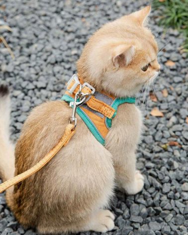 Leashes & Harnesses